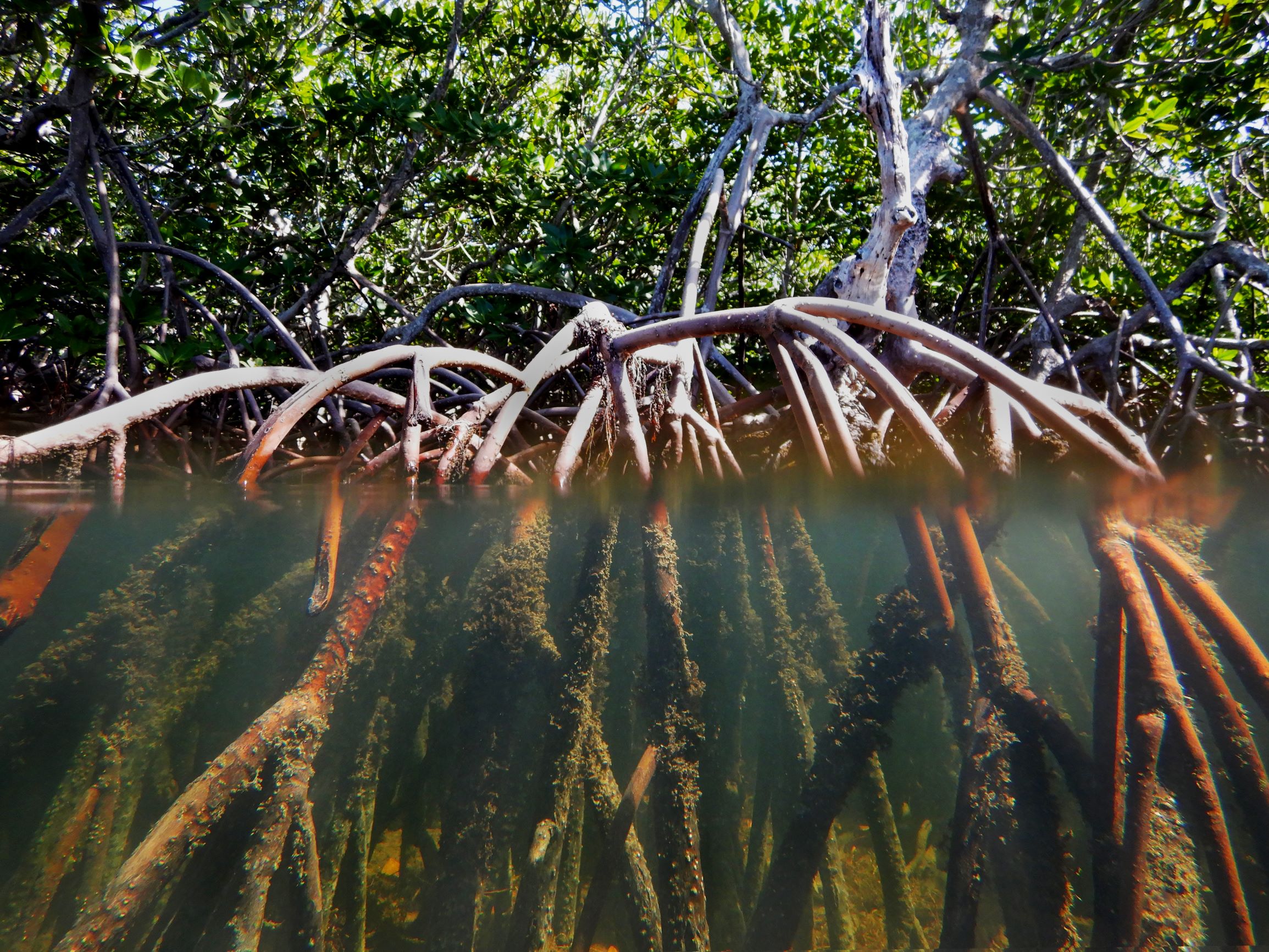 Mangrove Trees