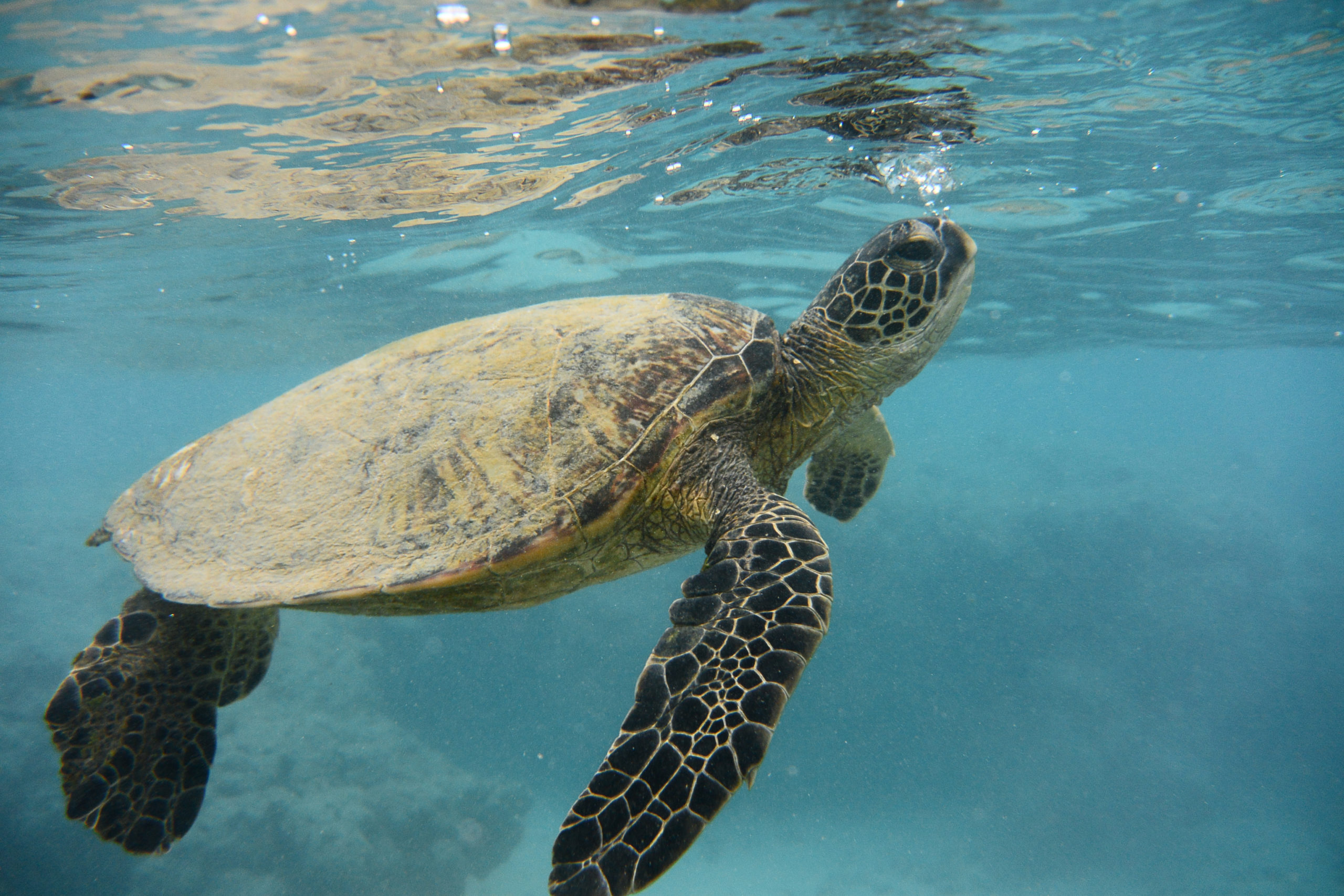 Turtle Vs Tortoise National Marine Sanctuary Foundation