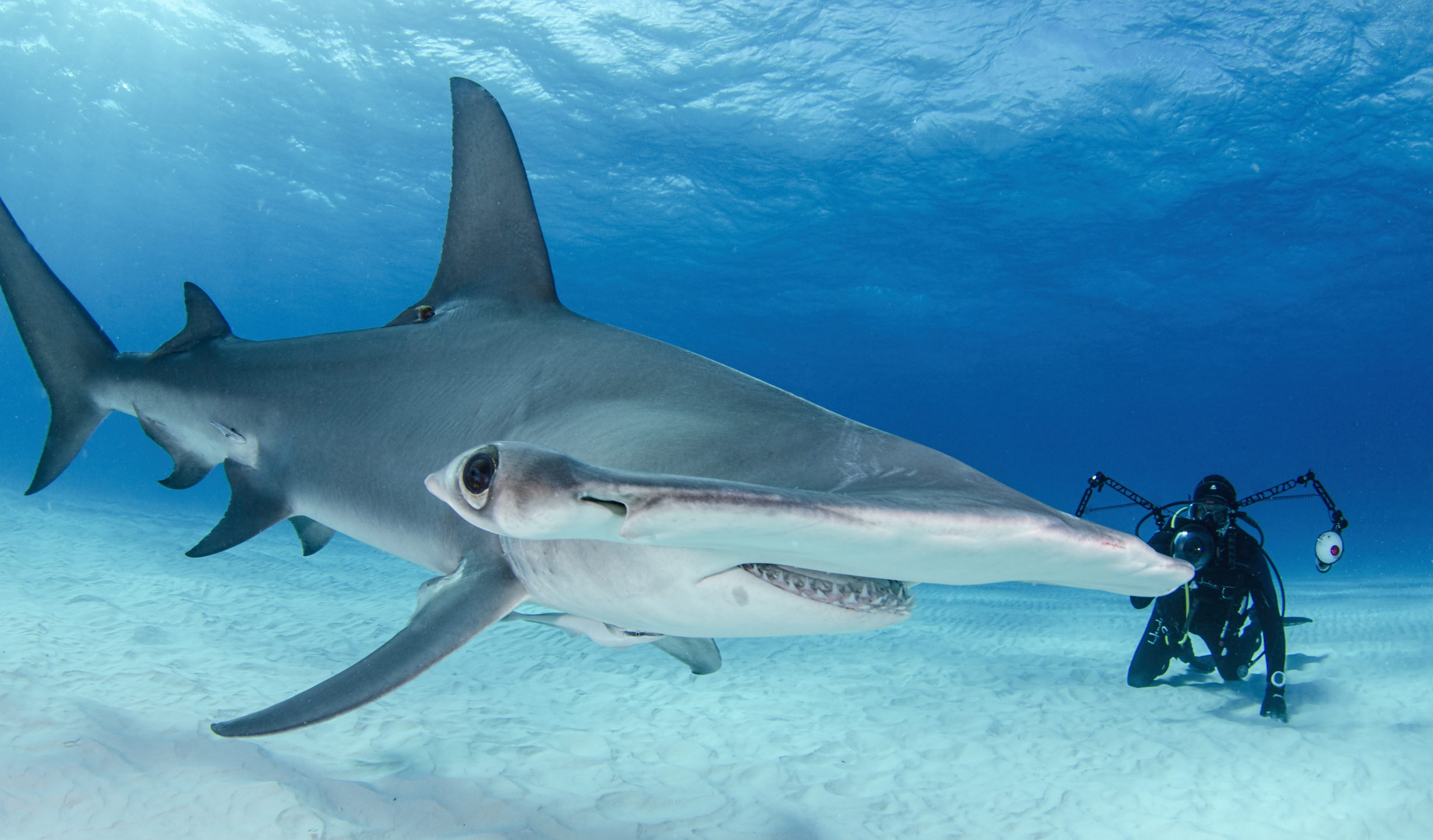 Sea Wonder Hammerhead Shark National Marine Sanctuary Foundation
