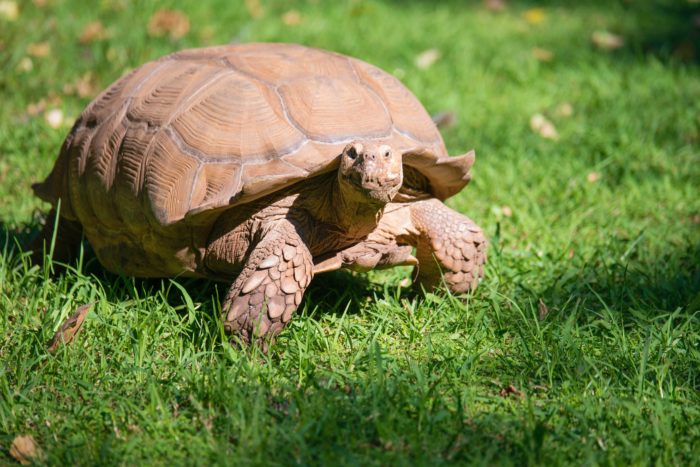 Turtle vs Tortoise | National Marine Sanctuary Foundation