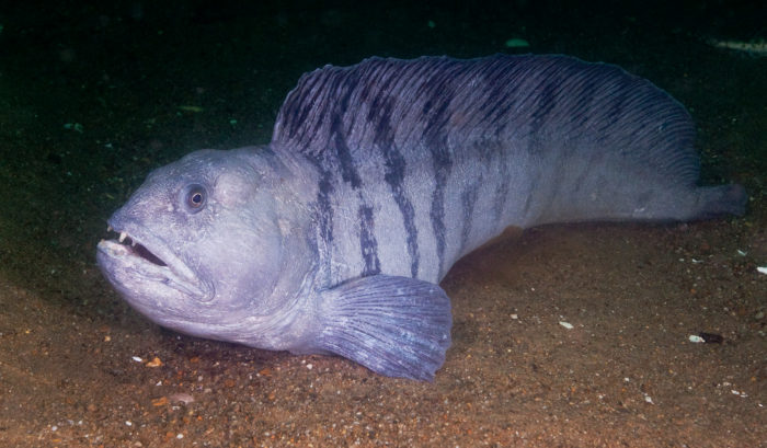 deep sea wolf eel