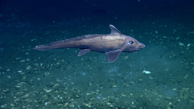 picture of ghost shark