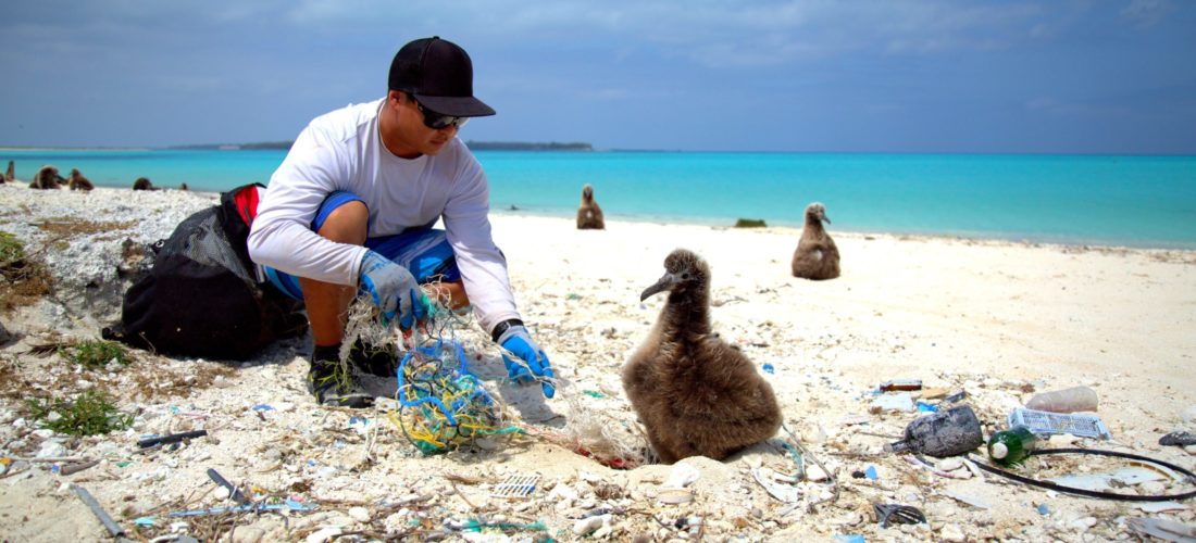 A Marine Debris team member disentangling a Laysan Albatross chick  Credit: Ryan Tabata 2015