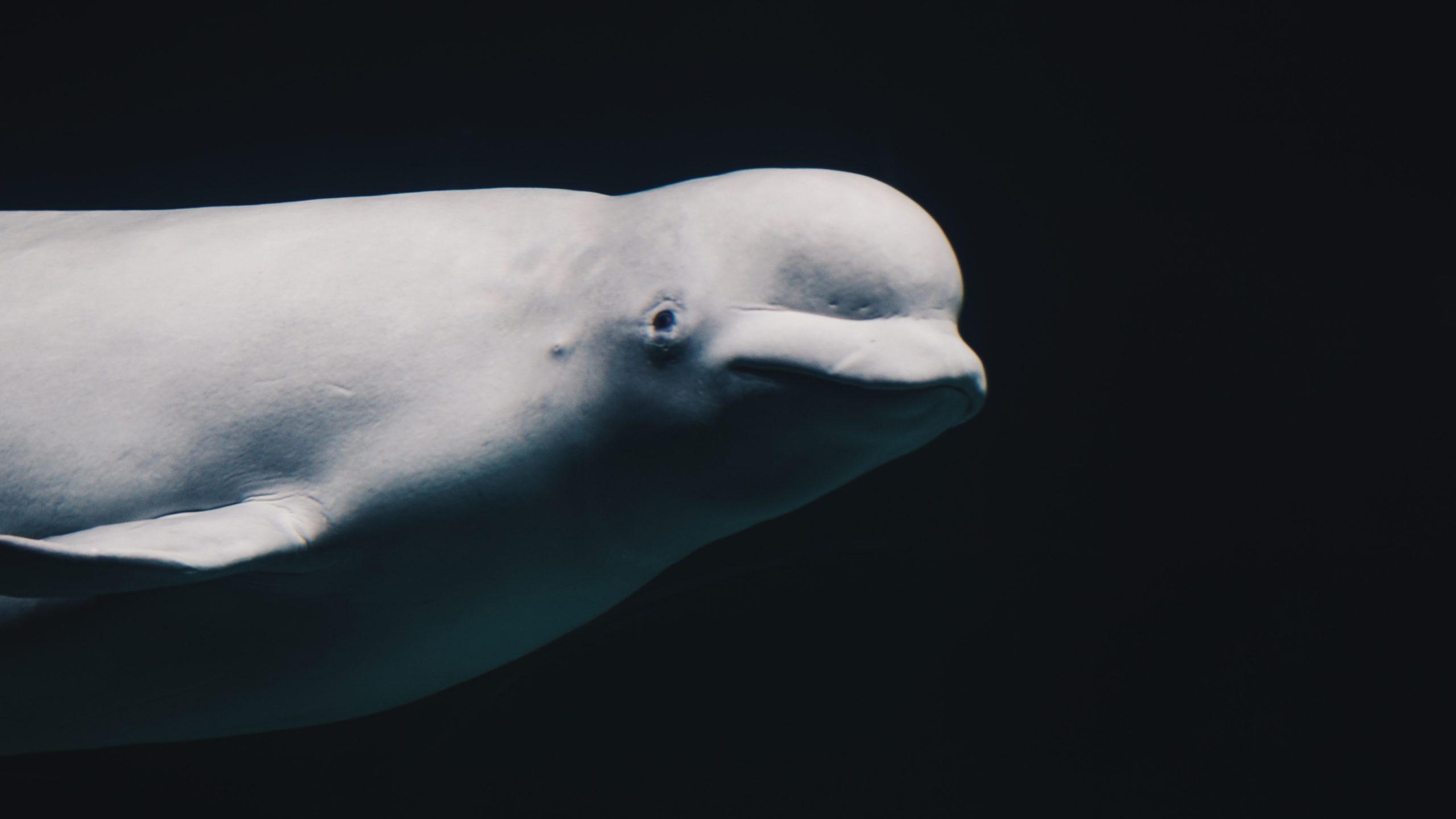 beluga whales mating