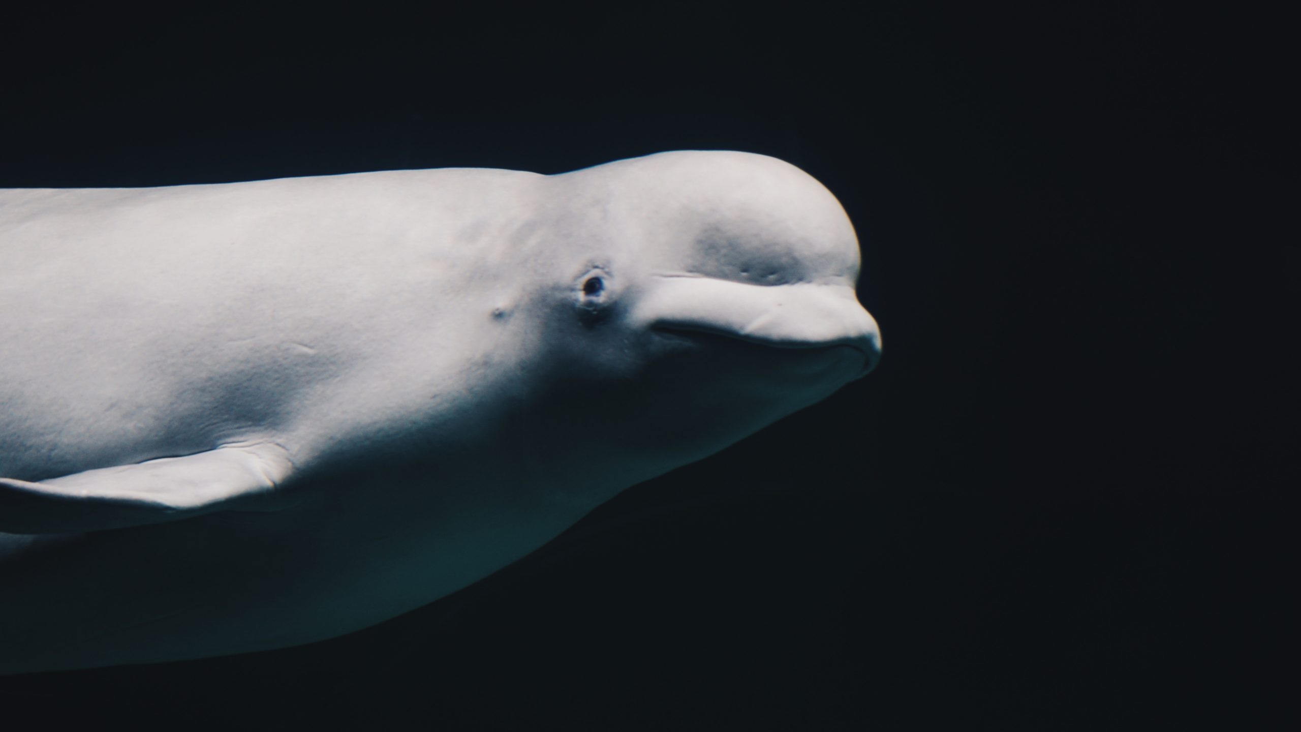 Beluga, Whales, Species