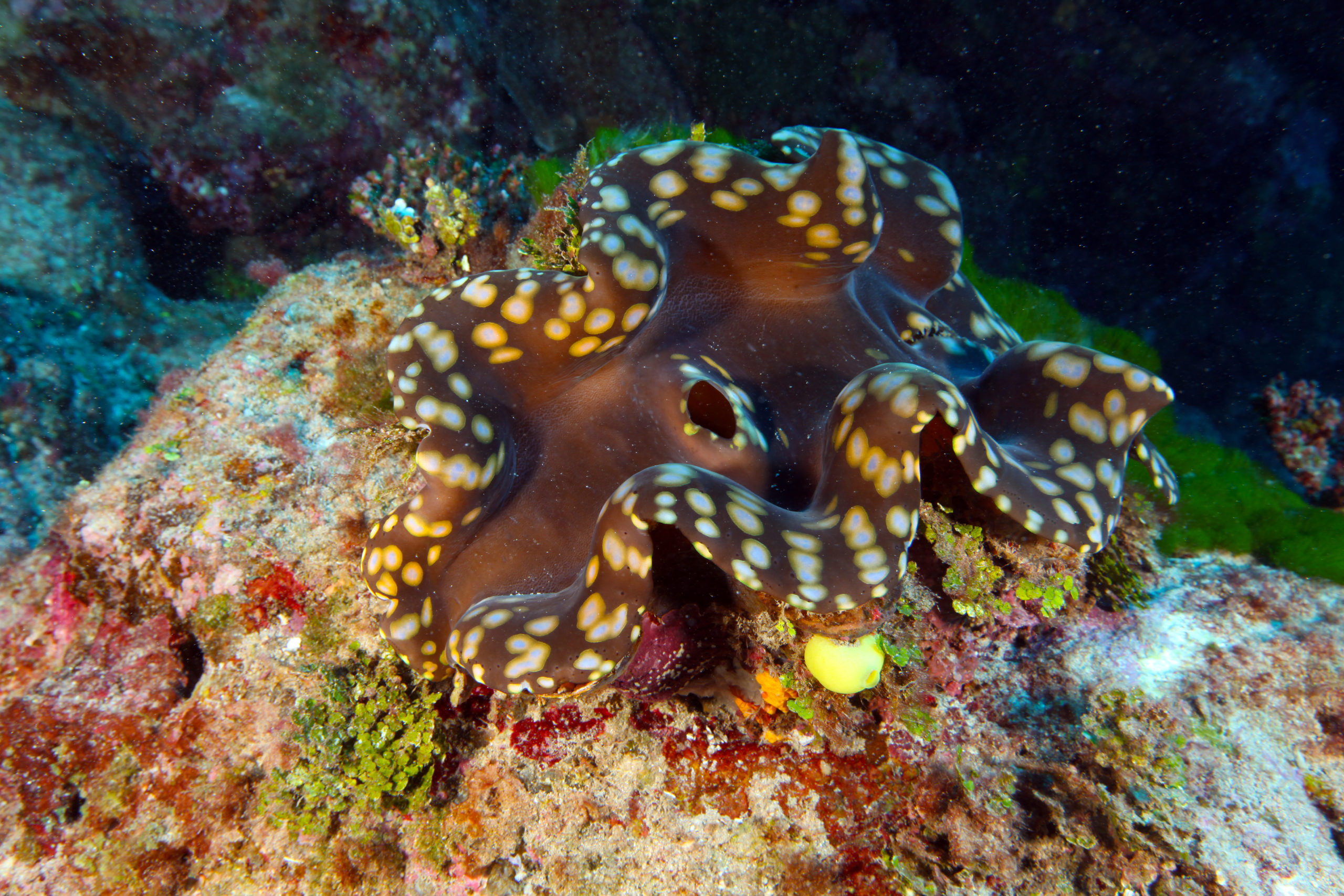 giant clams