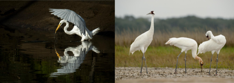 What’s the Difference? Whooping Cranes vs. Great Egrets | National ...