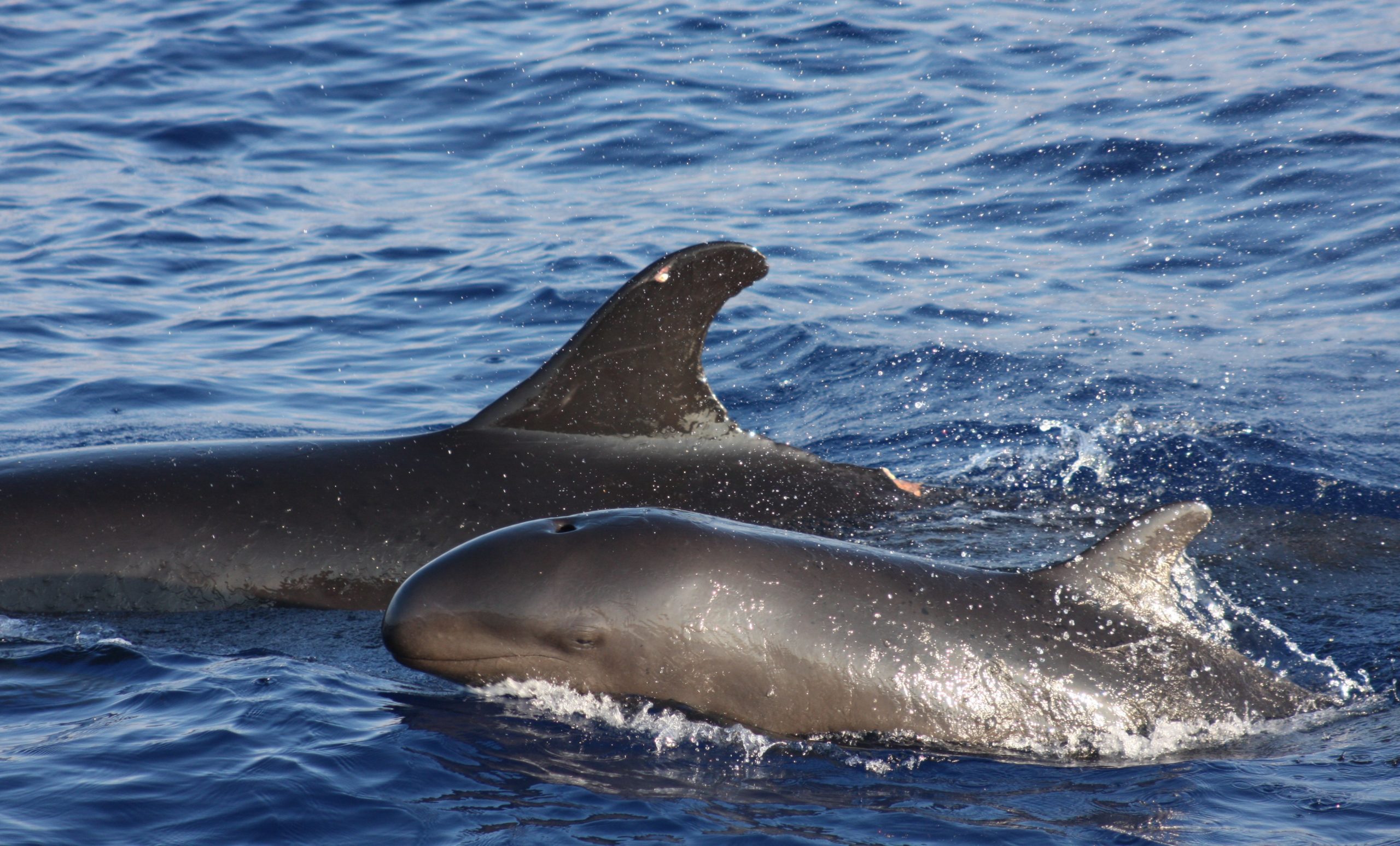 Sea Wonder: False Killer Whale | National Marine Sanctuary Foundation