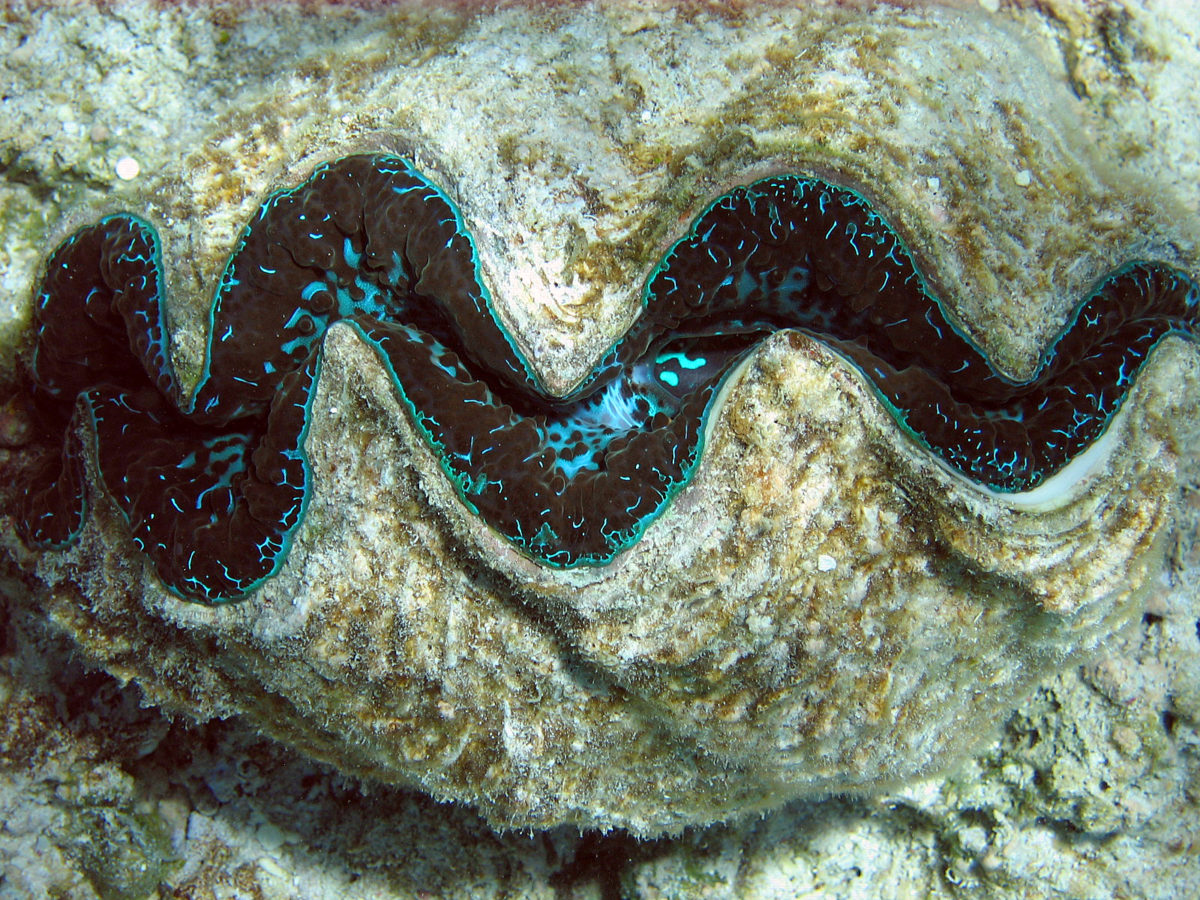 Sea Wonder: Giant Clam | National Marine Sanctuary Foundation