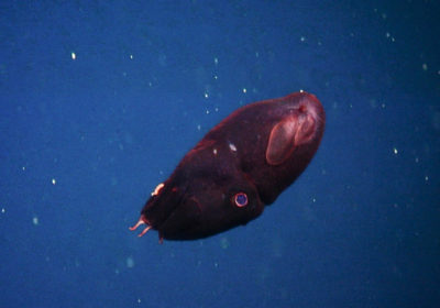 Blob fish in the depths of the oceans : r/TheDepthsBelow