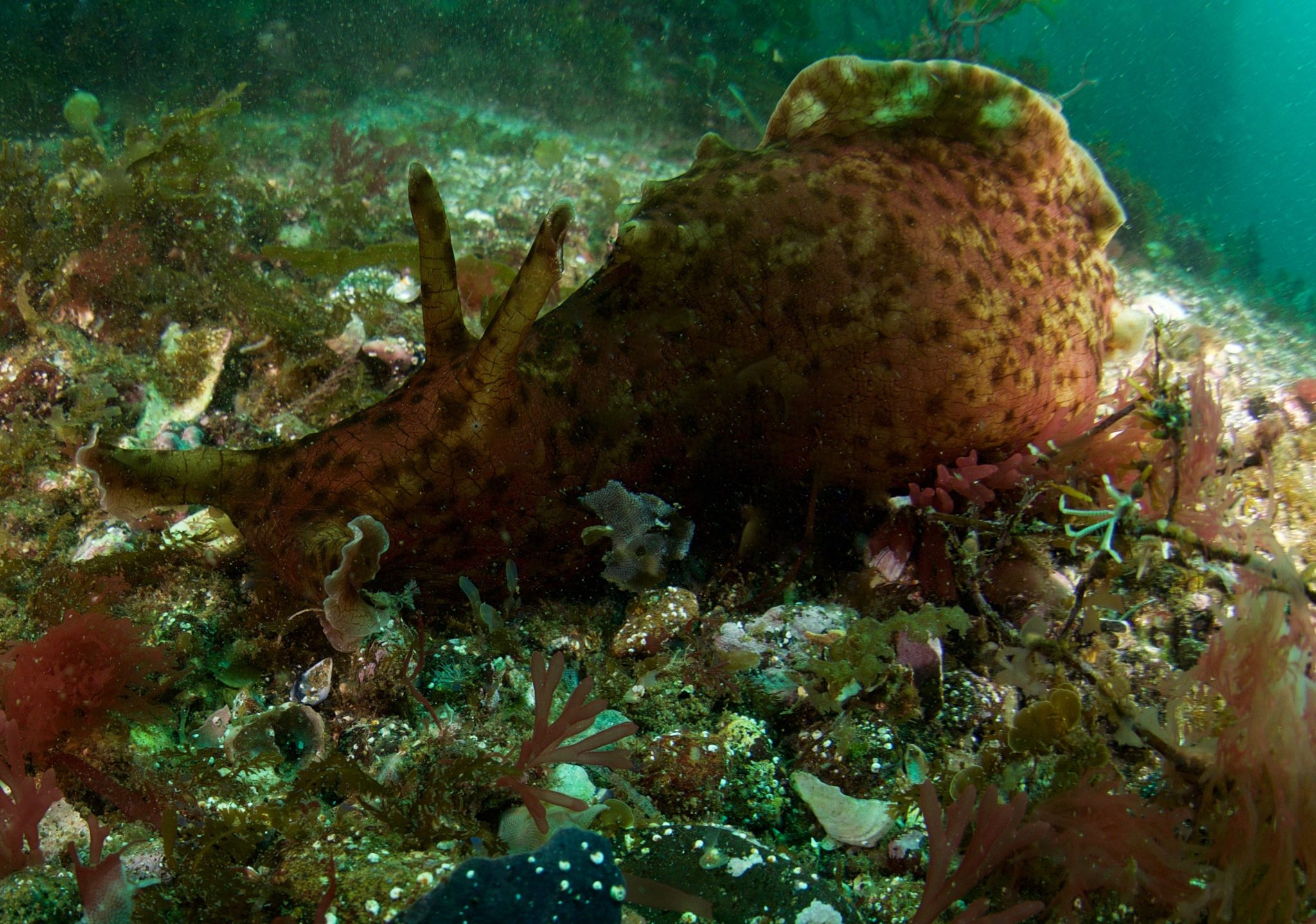 sea-wonder-sea-hare-national-marine-sanctuary-foundation