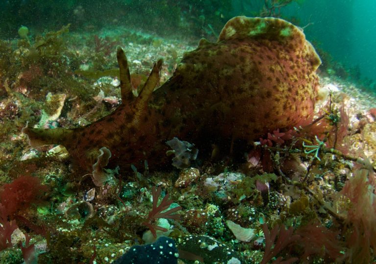 Sea Wonder: Sea Hare | National Marine Sanctuary Foundation