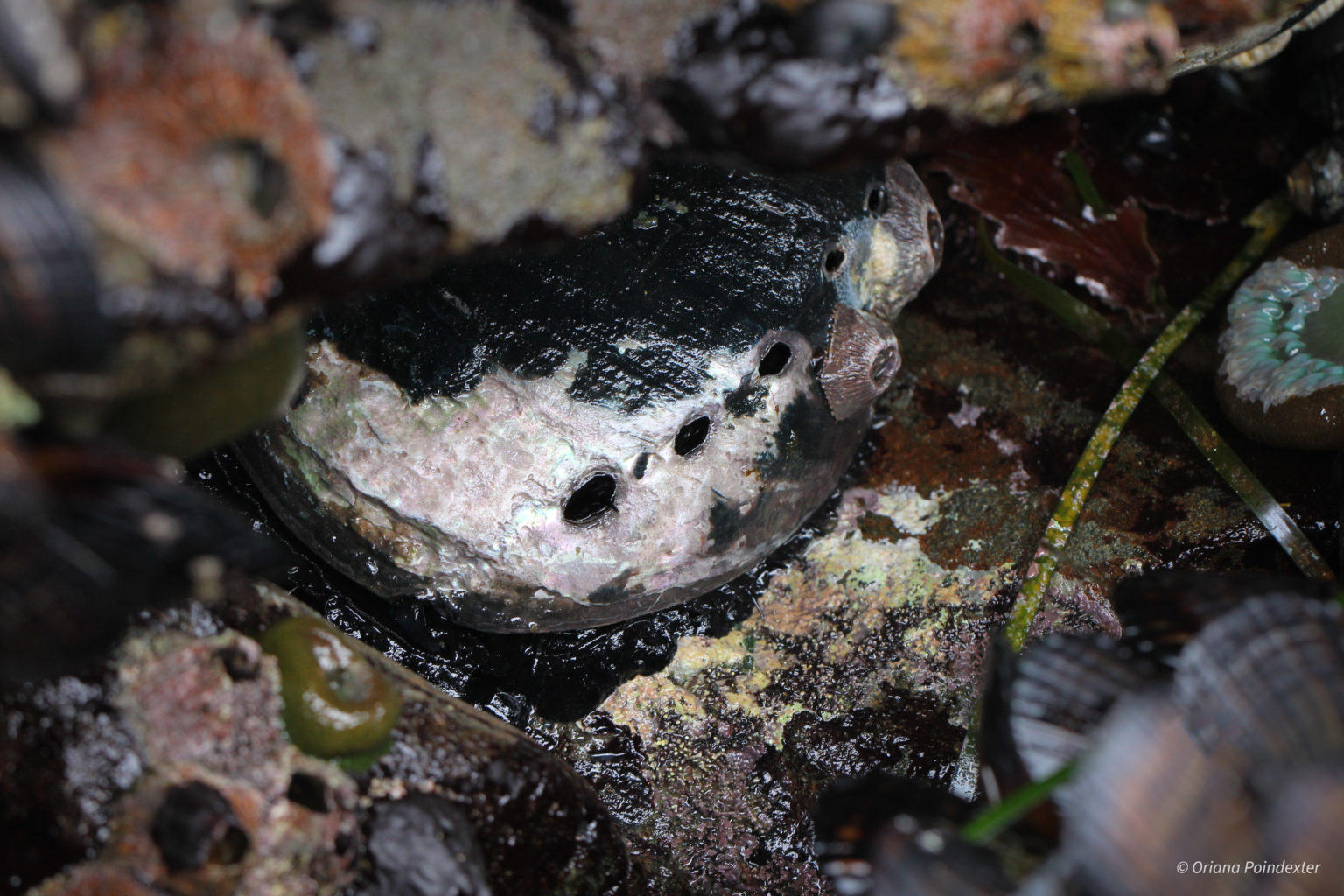 Extreme Tidepooling for Black Abalone on California’s Central Coast ...