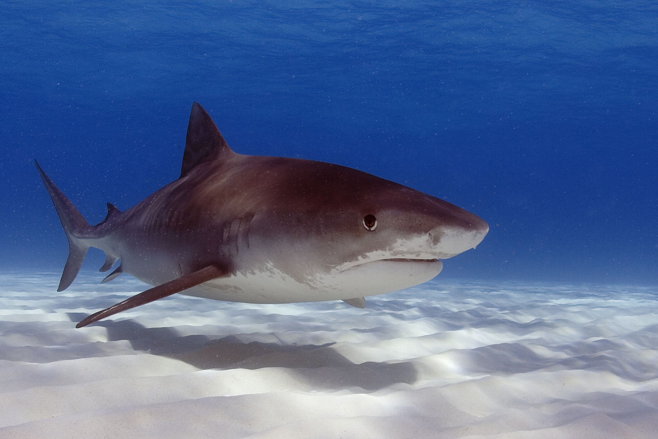 Sea Wonder: Tiger Shark  National Marine Sanctuary Foundation