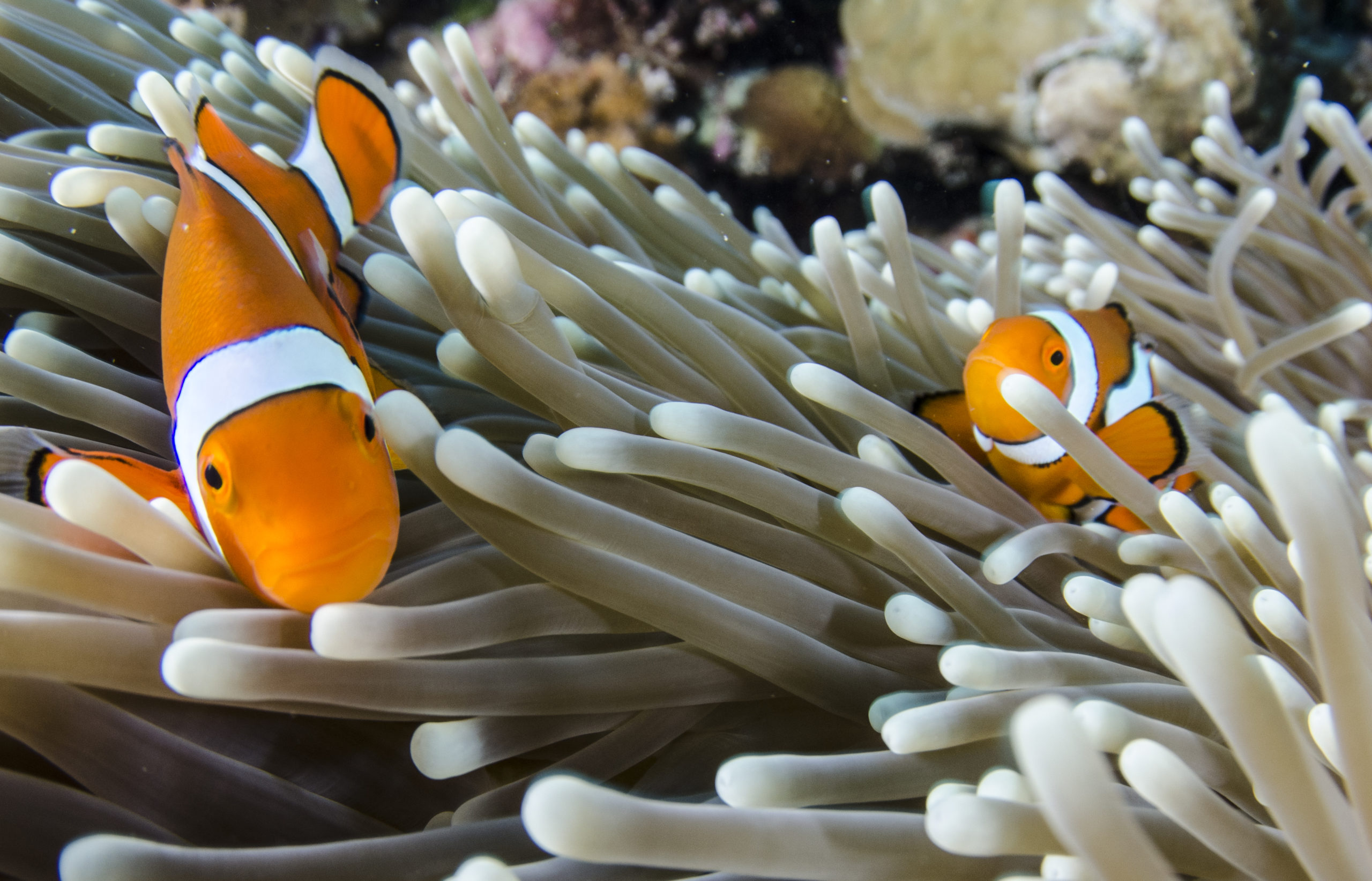 clownfish farm together