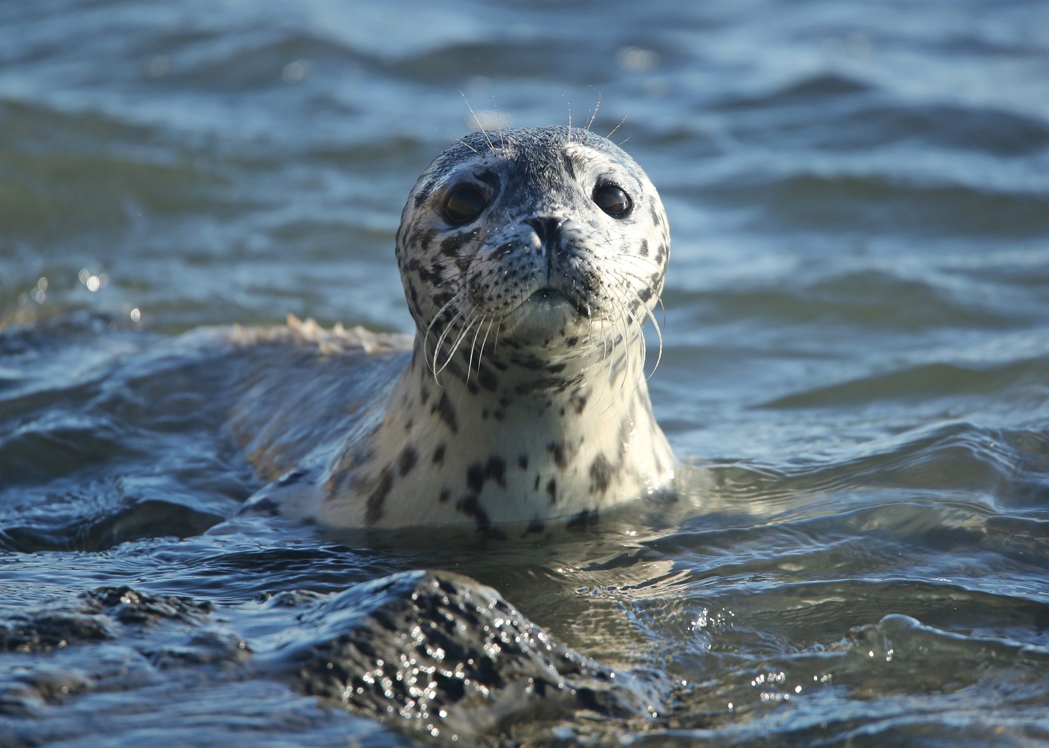 Sea Wonder: Harbor Seal | National Marine Sanctuary Foundation