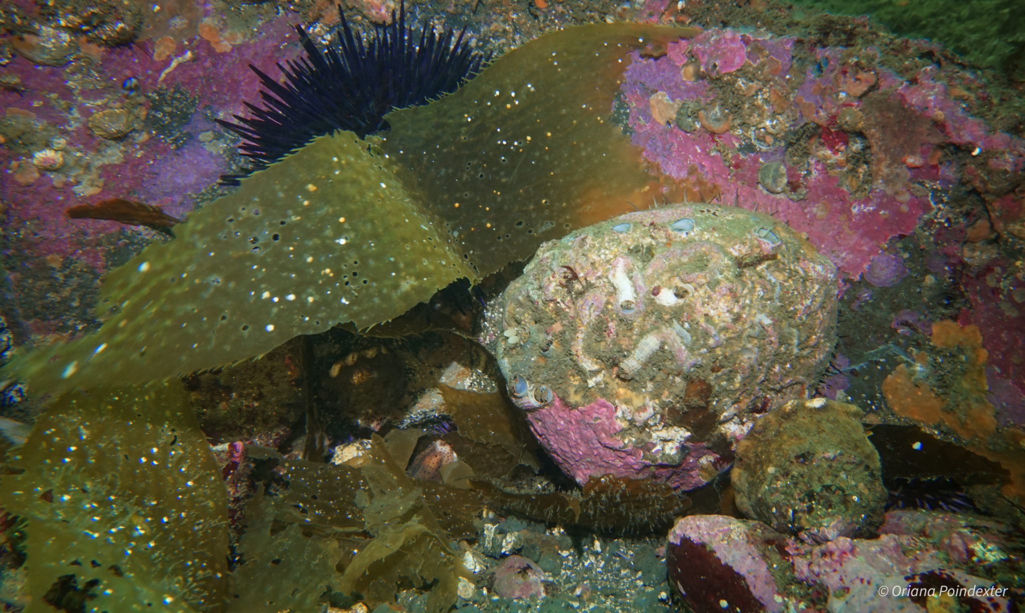 Scuba Diving for White Abalone at the “Hotspot” | National Marine ...