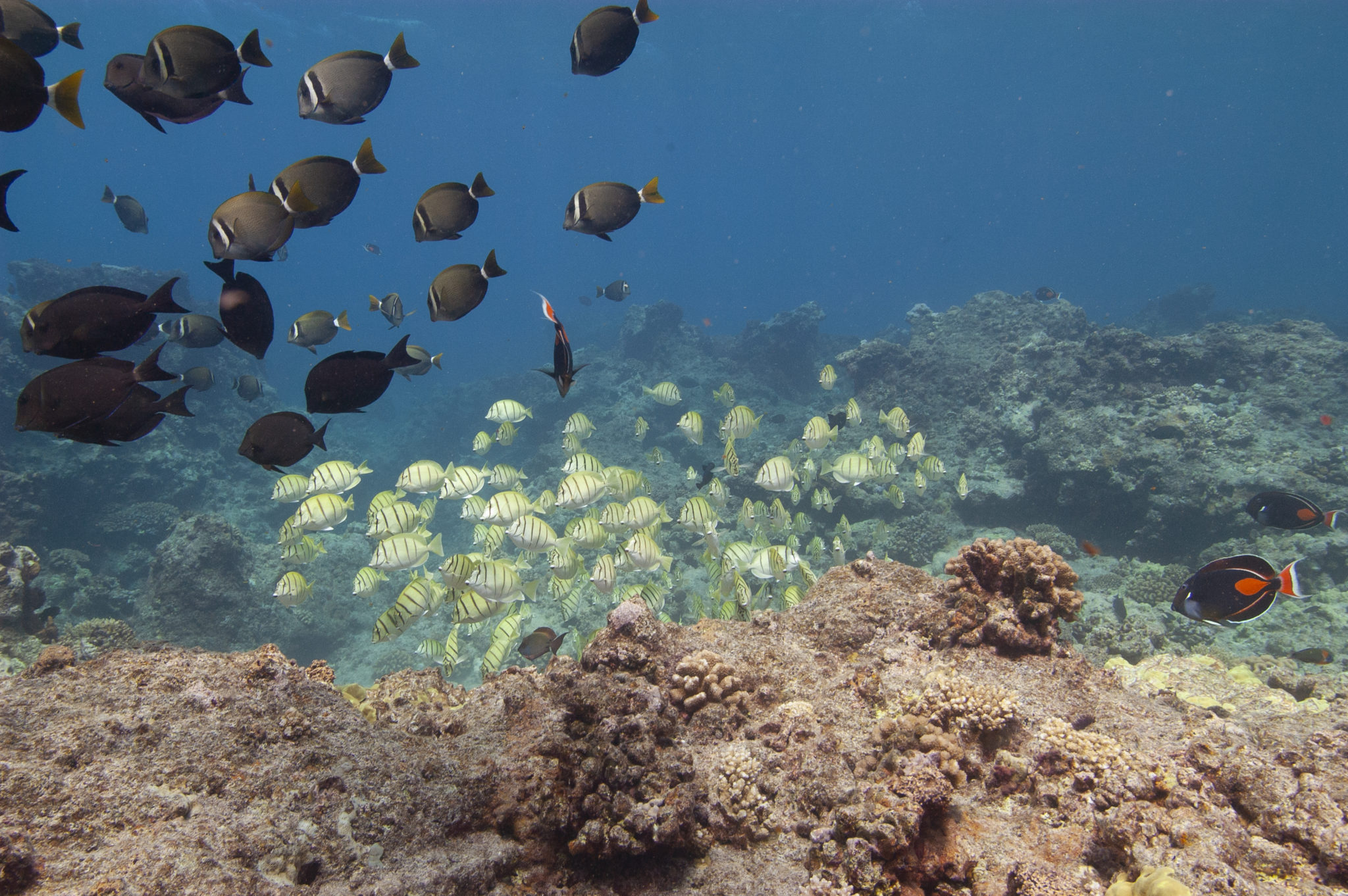 What’s the Difference? National Marine Sanctuaries vs. Marine National ...