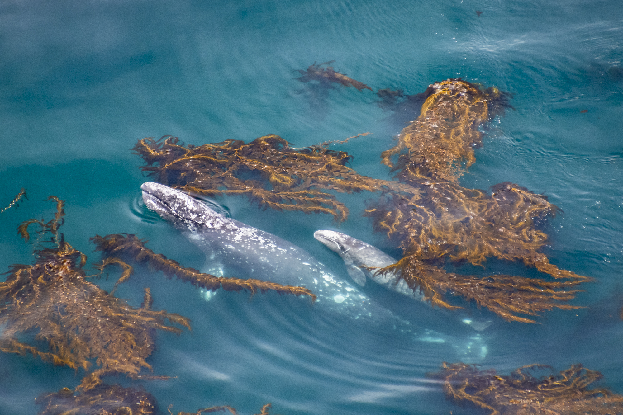 Why We're Thankful for Kelp Forests