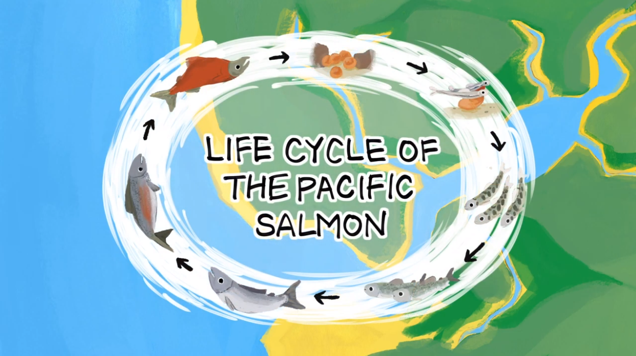 journey of salmon