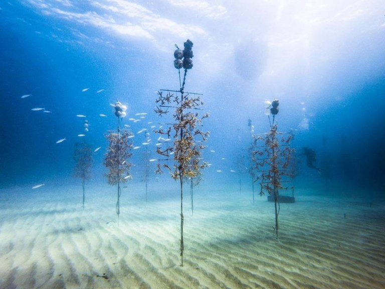 Coral Restoration Project at Eastern Dry Rocks Awarded $5 Million Grant ...