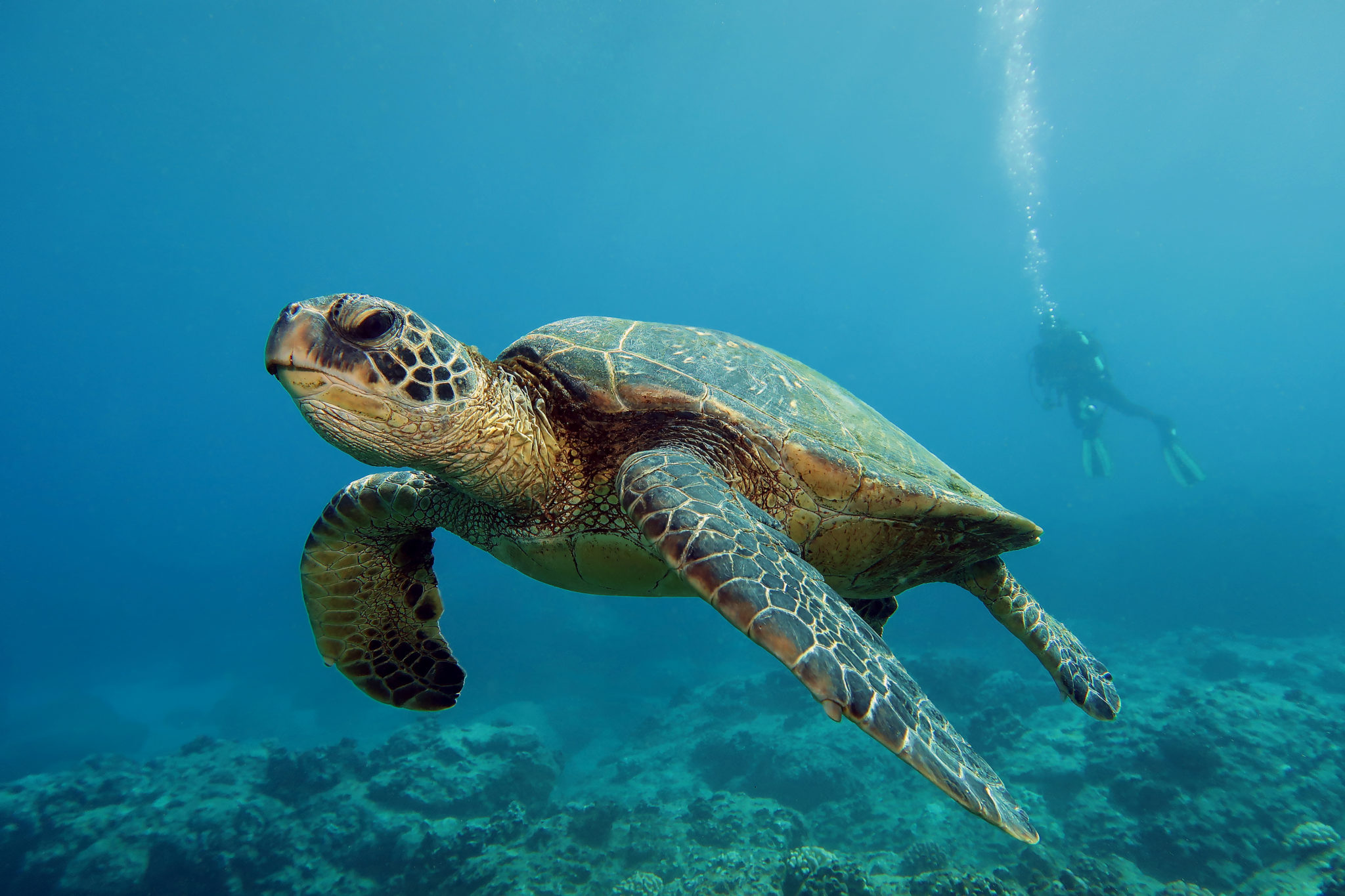 Iconic Species that Roadtrip in our National Marine Sanctuaries ...