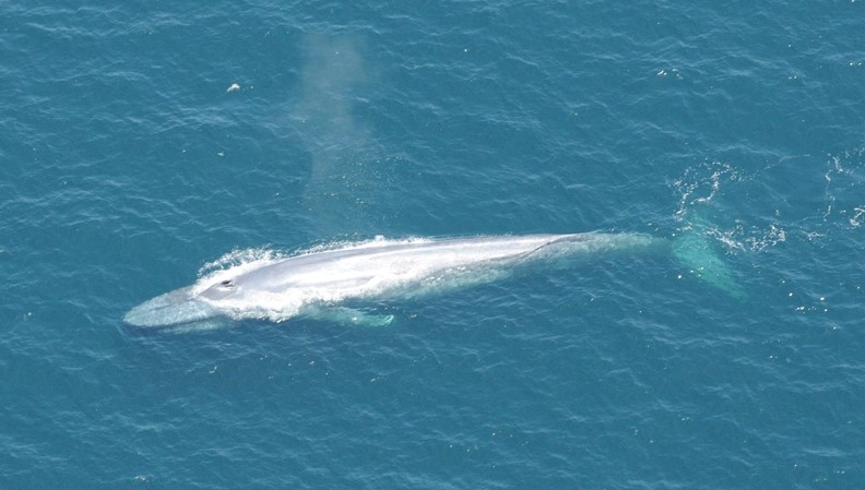 where do blue whales live