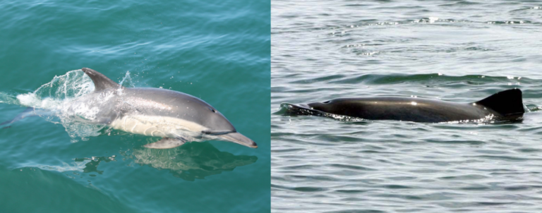 Porpoise vs Dolphin | Sea Creatures | Marine Conservation