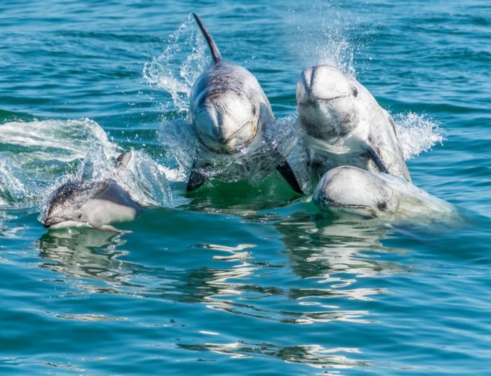 Sea Wonder: Risso’s Dolphin | National Marine Sanctuary Foundation