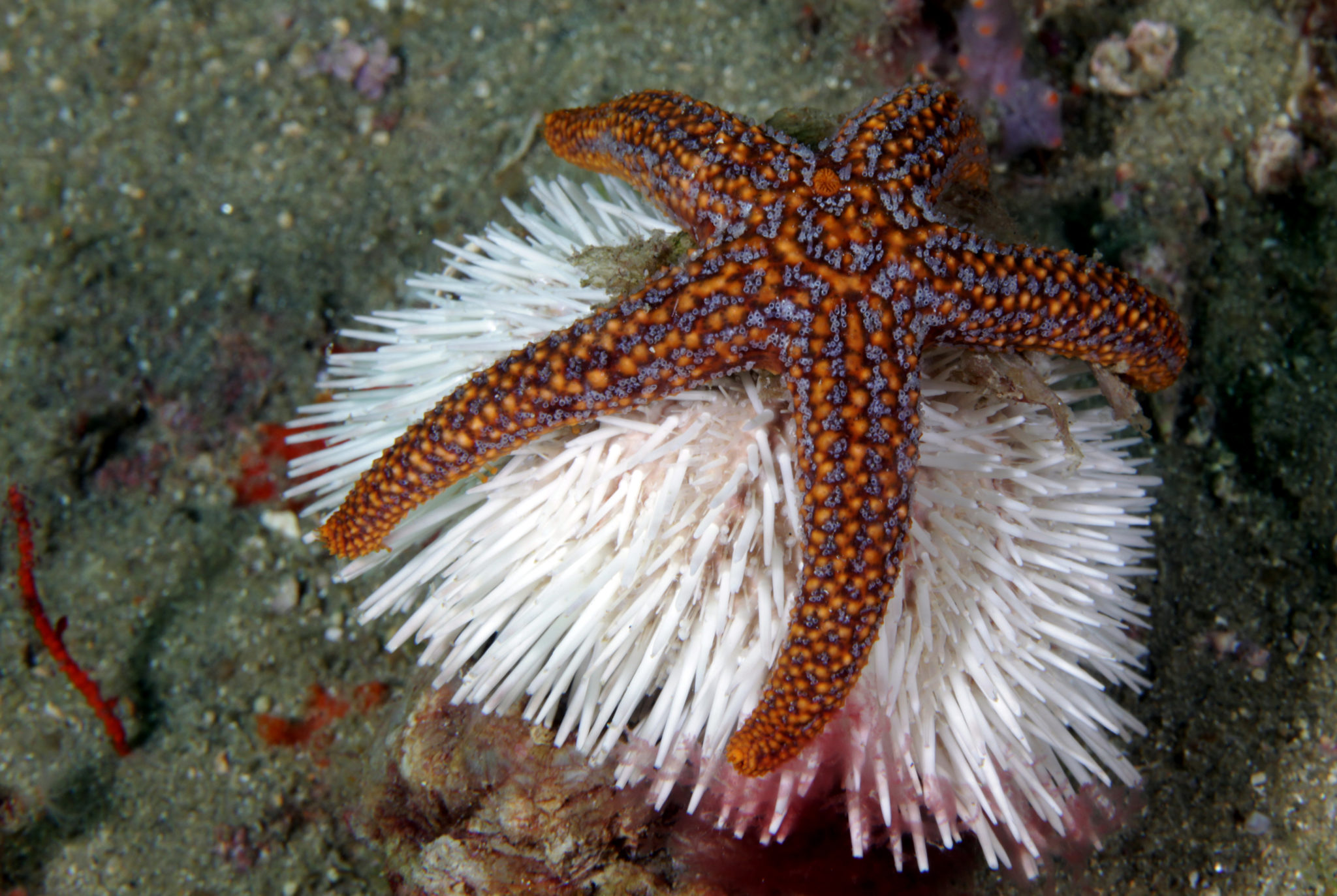 Sea Stars At The National Museum Of Marine Biology And Aquarium