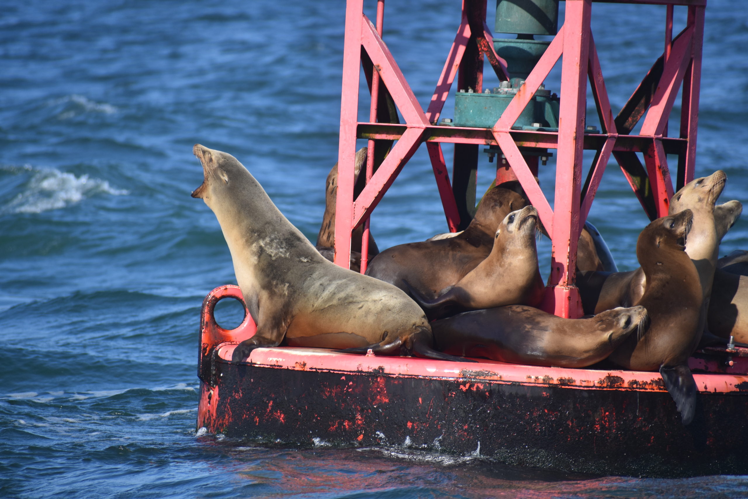 Sea Wonder California Sea Lion National Marine Sanctuary Foundation