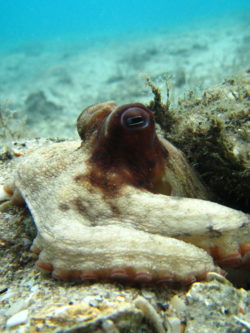 Sea Wonder: Common Octopus | National Marine Sanctuary Foundation