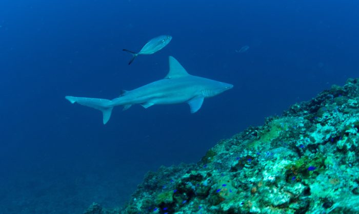Sea Wonder: Sandbar Shark