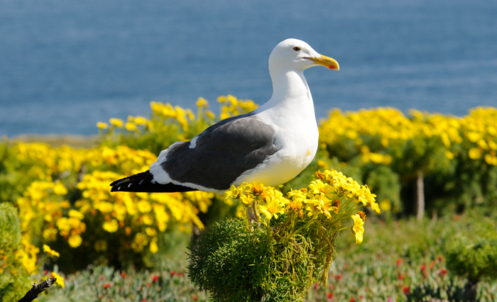Sea Wonder: Western Gull