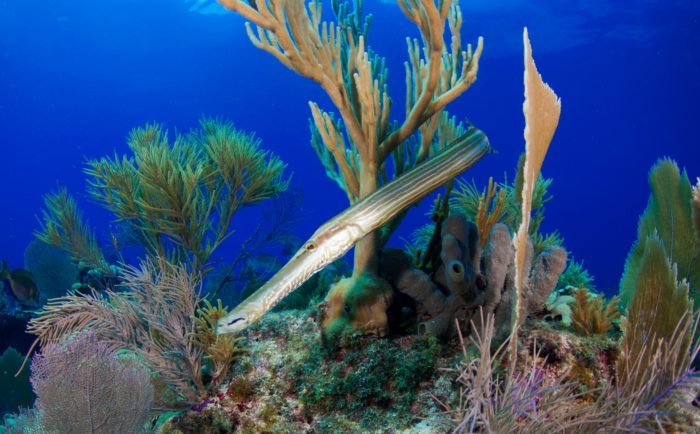 Sea Wonder: Trumpetfish
