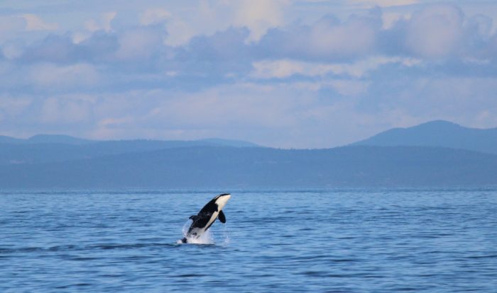 Meet the Marine Mammals of Olympic Coast National Marine Sanctuary