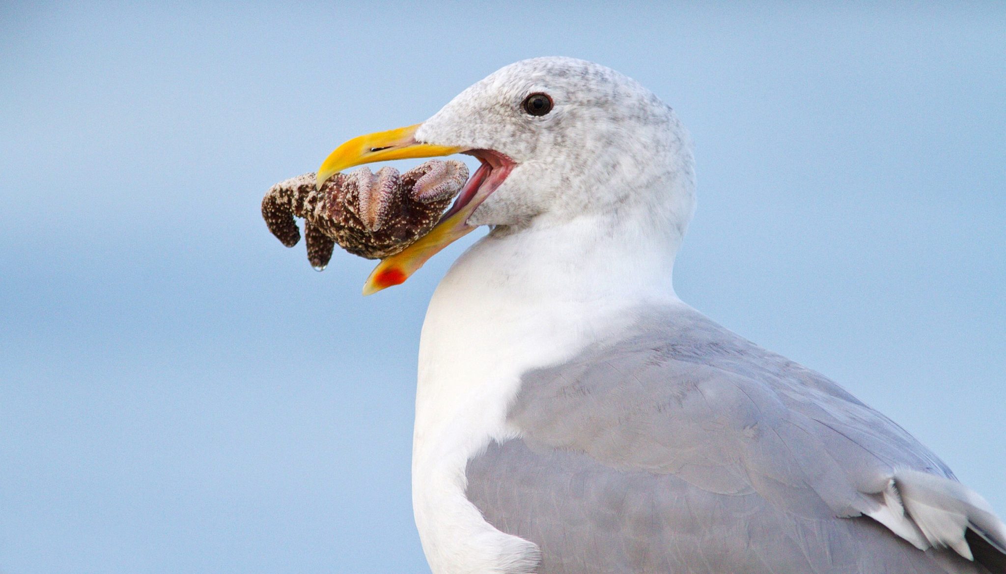 Sea Wonder: Western Gull | National Marine Sanctuary Foundation