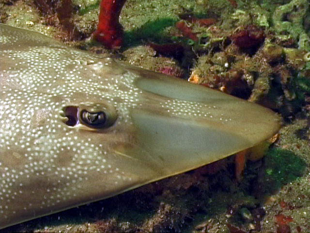 Sea Wonder: Guitarfish National Marine Sanctuary Foundation