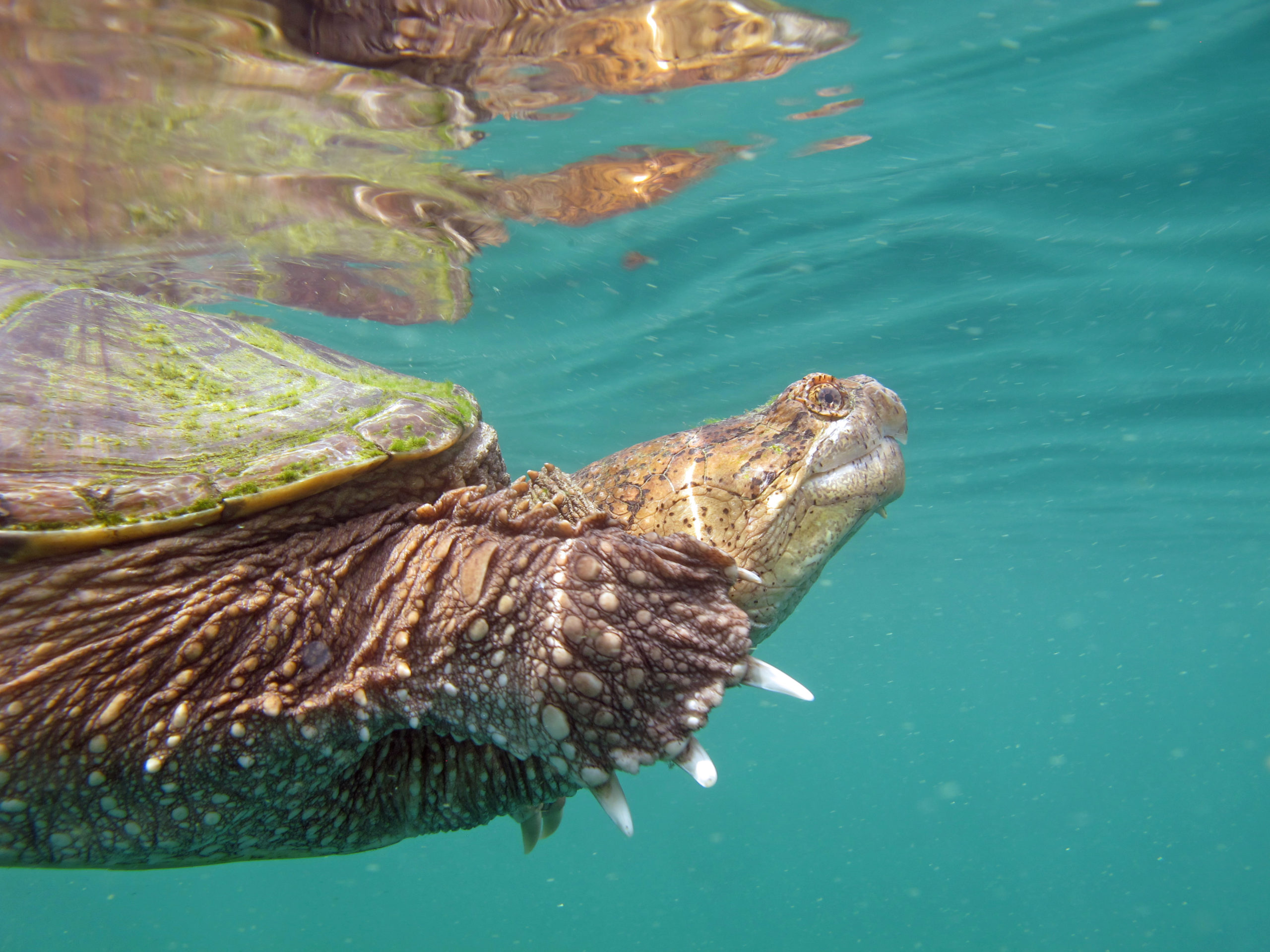 can common snapping turtles swim in salt water