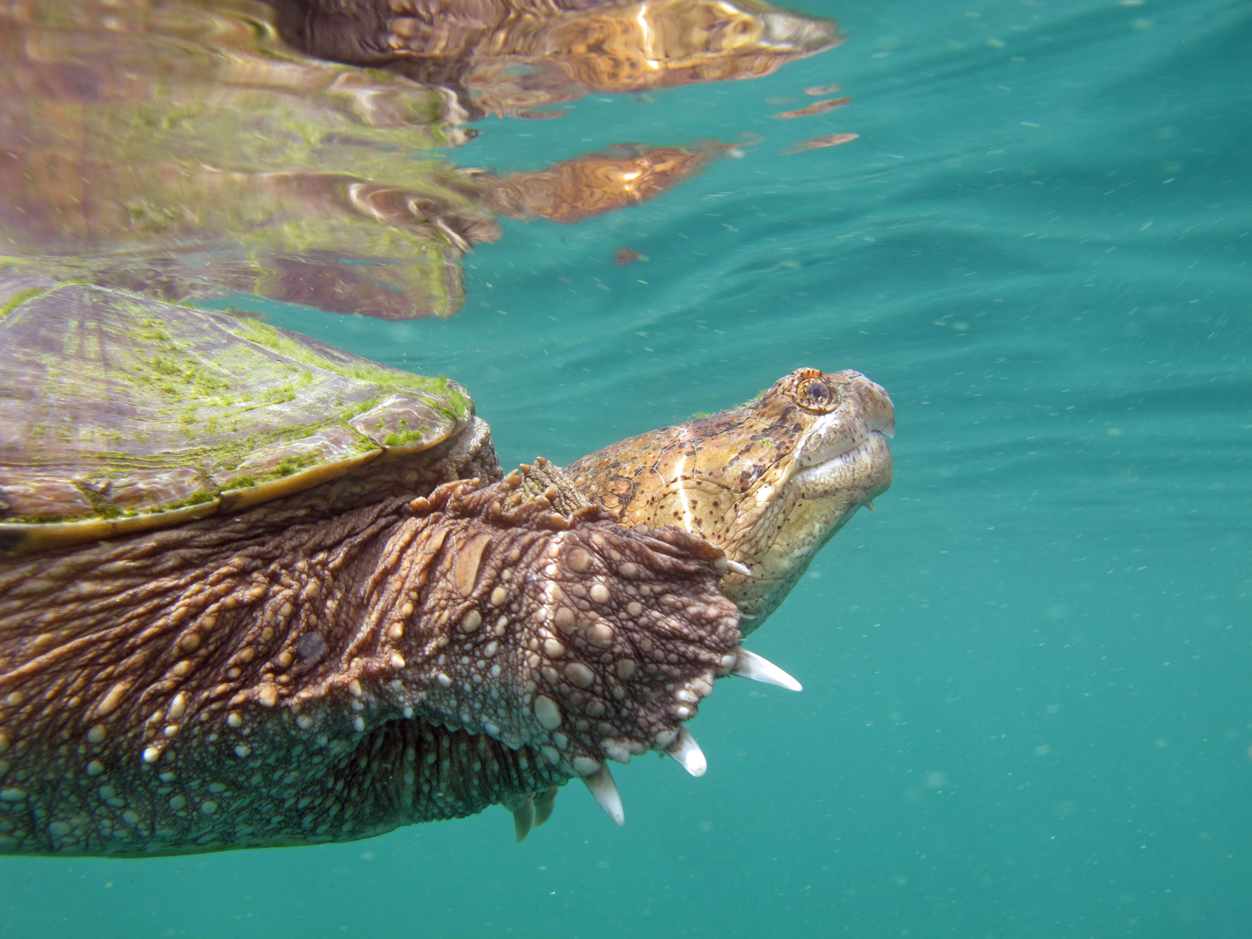 common snapping turtle in water