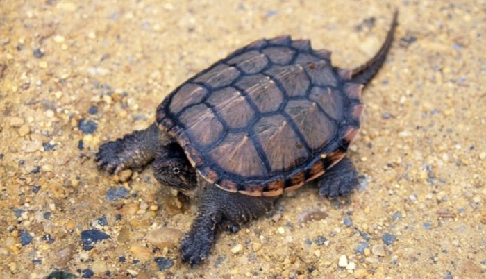 Sea Wonder: Common Snapping Turtle | National Marine Sanctuary Foundation