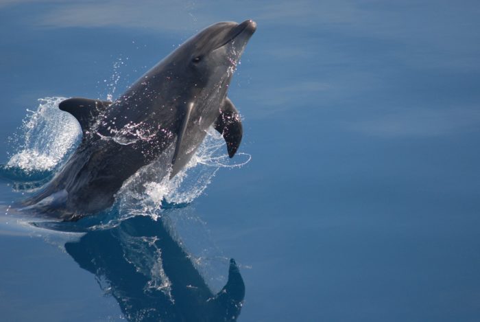 Sea Wonder: Bottlenose Dolphin