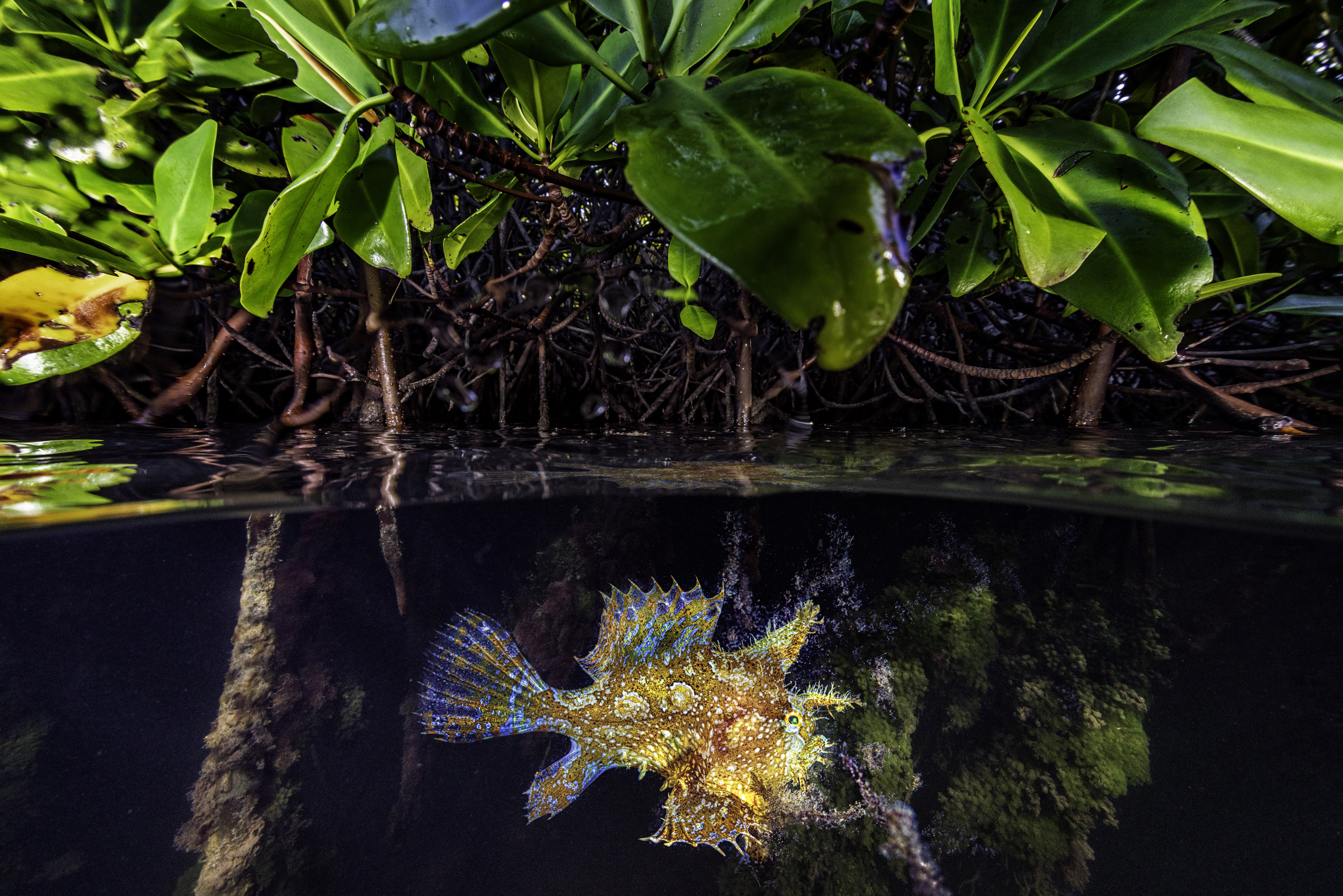 Freshwater frogfish clearance care