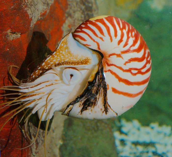 Sea Wonder: Chambered Nautilus