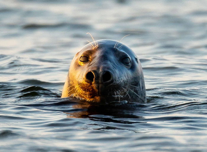 Sea Wonder: Gray Seal