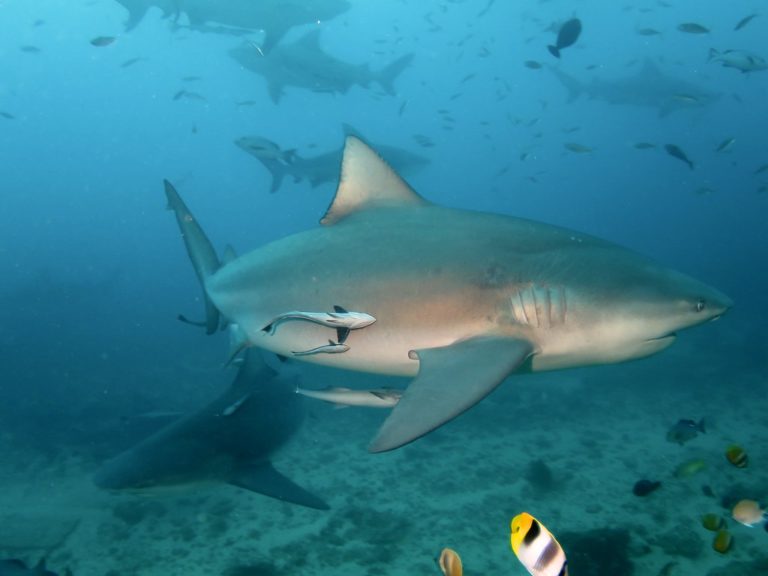 Sea Wonder: Bull Shark | National Marine Sanctuary Foundation