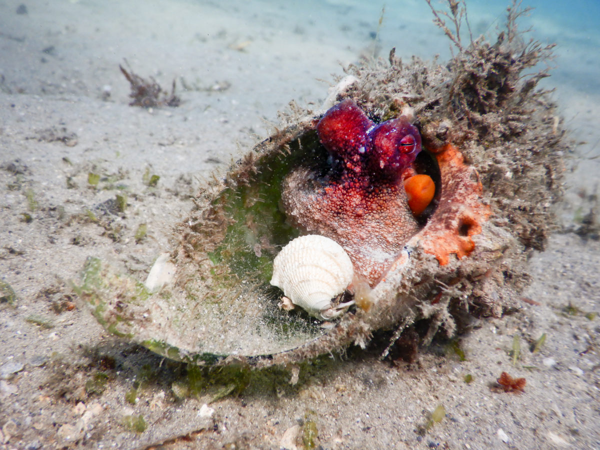 Species in Disguise: Camouflage | National Marine Sanctuary Foundation