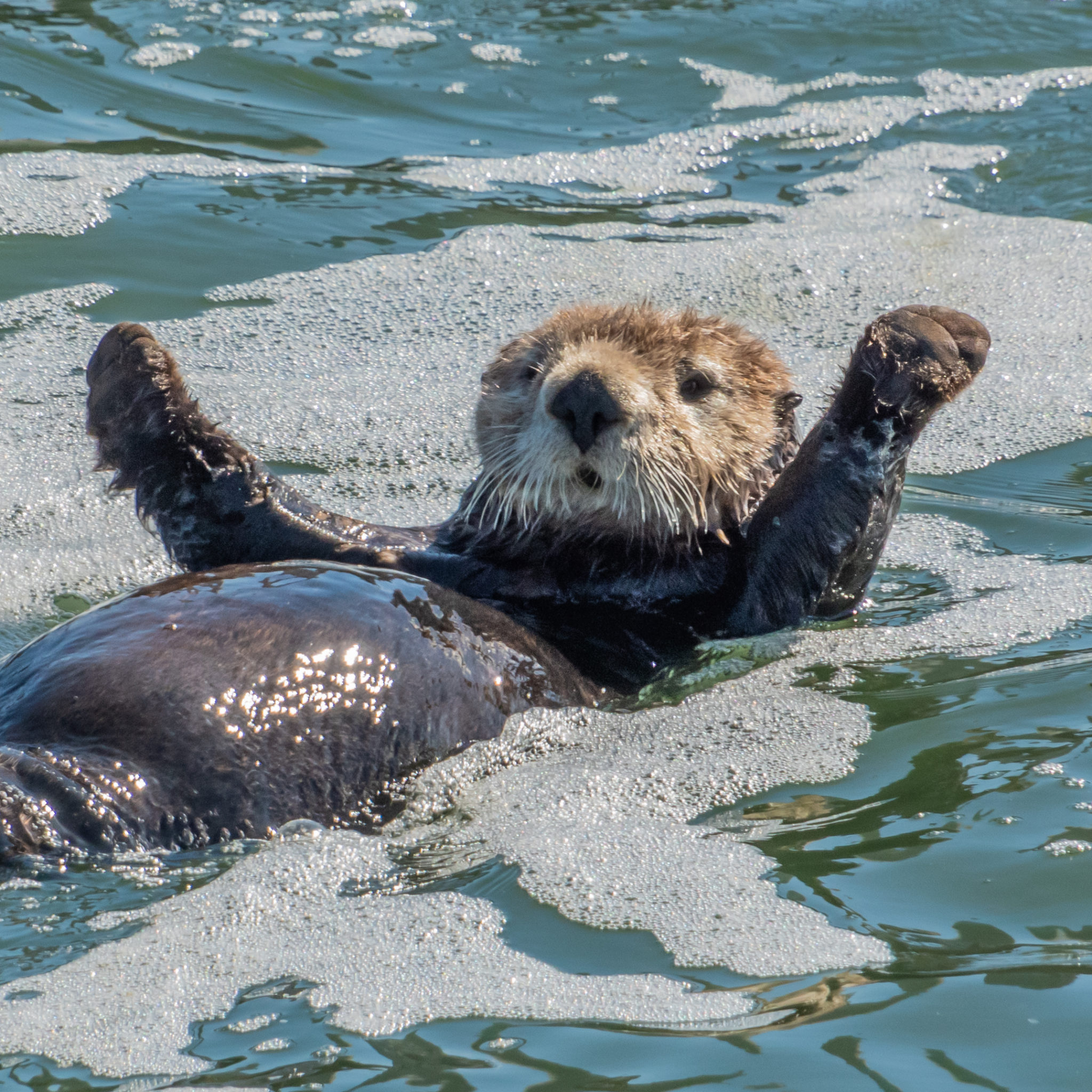 Sea Otter Fun Facts | National Marine Sanctuary Foundation