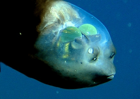 Deepest fish ever recorded revealed by scientists