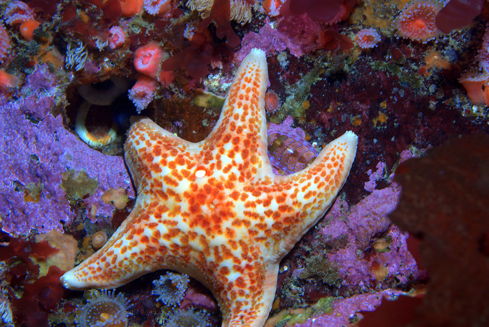 Sea Wonder: Leather Sea Star | National Marine Sanctuary Foundation
